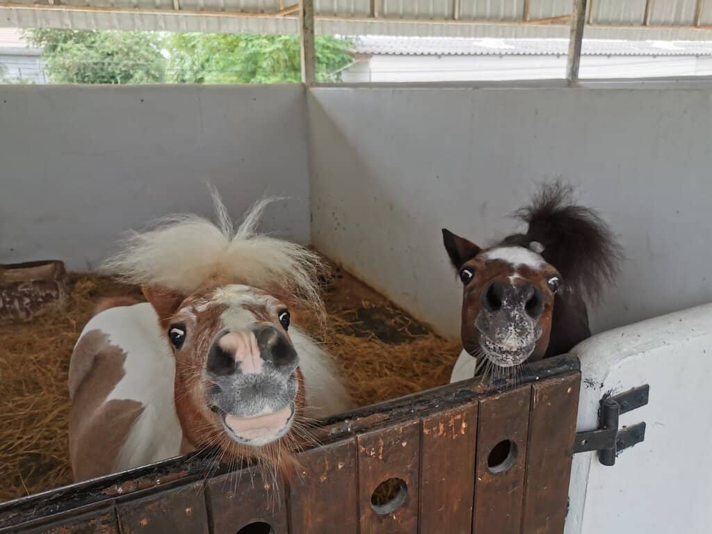 Shetland Pony Encounters
