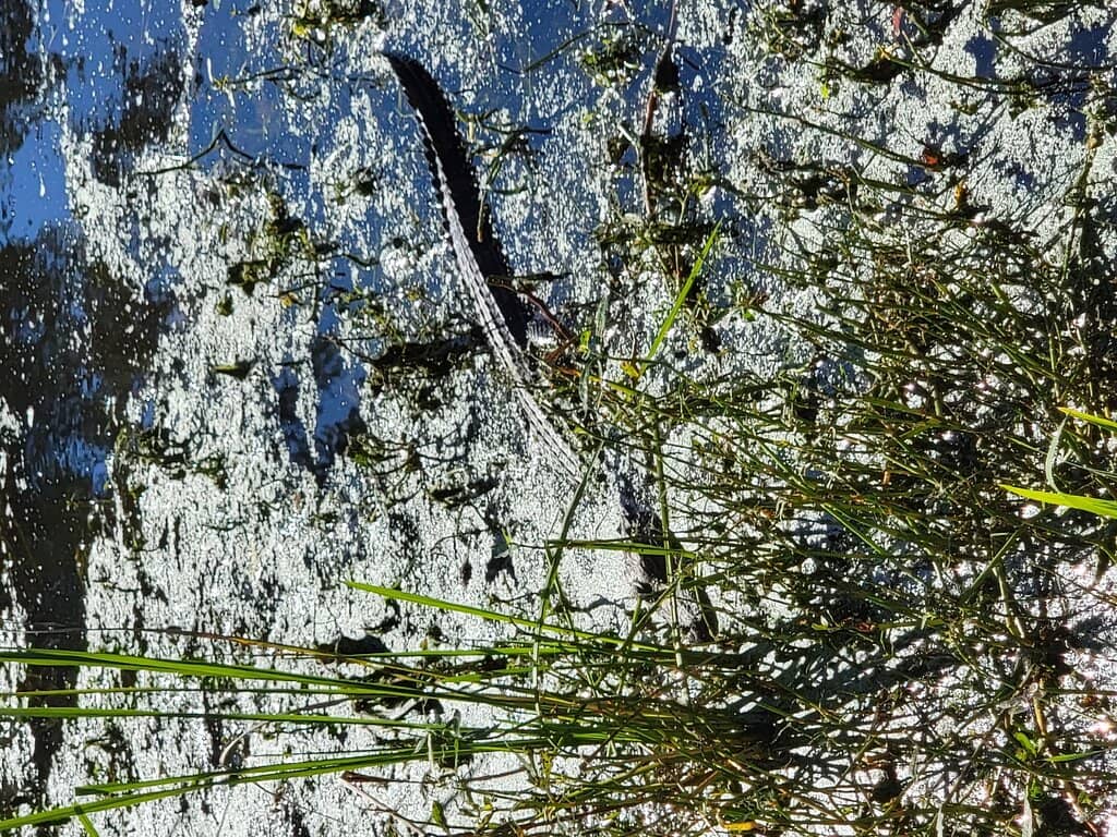 Wildlife Encounters