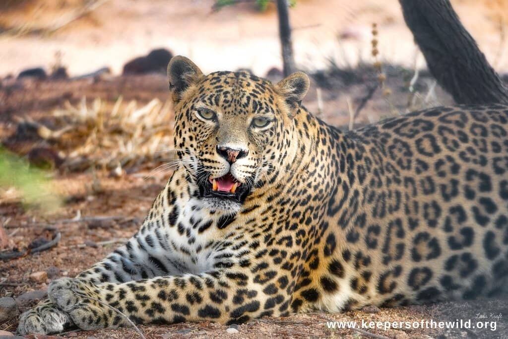 Enriching Animal Habitats