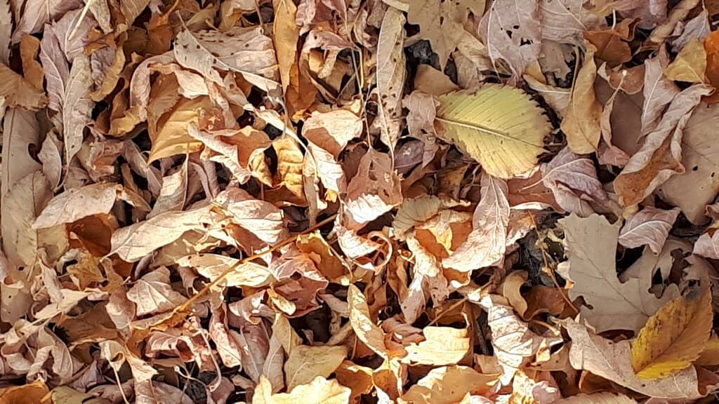 The Stabilized Ruins