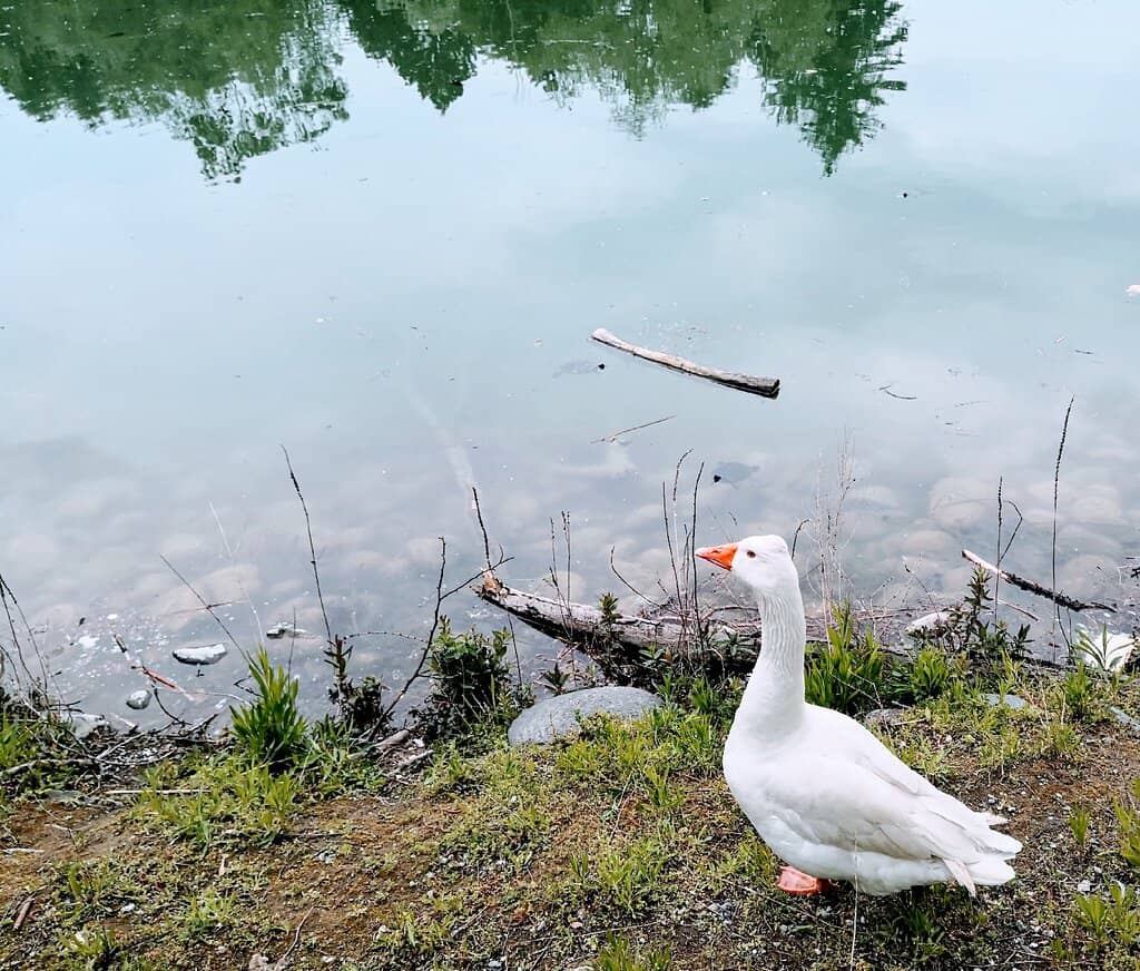 Tranquil Lakes