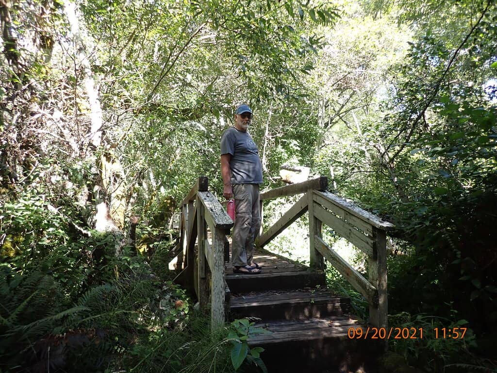 Pygmy Forest