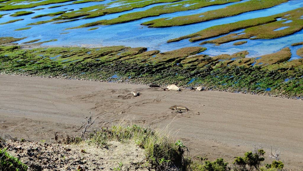 Seal Colonies