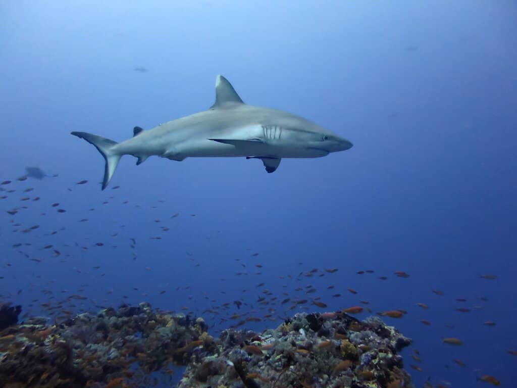 Swim with Nurse Sharks