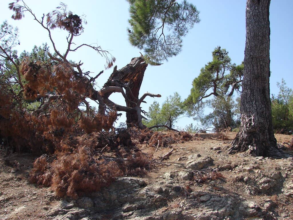 Lush Valleys and Hot Springs