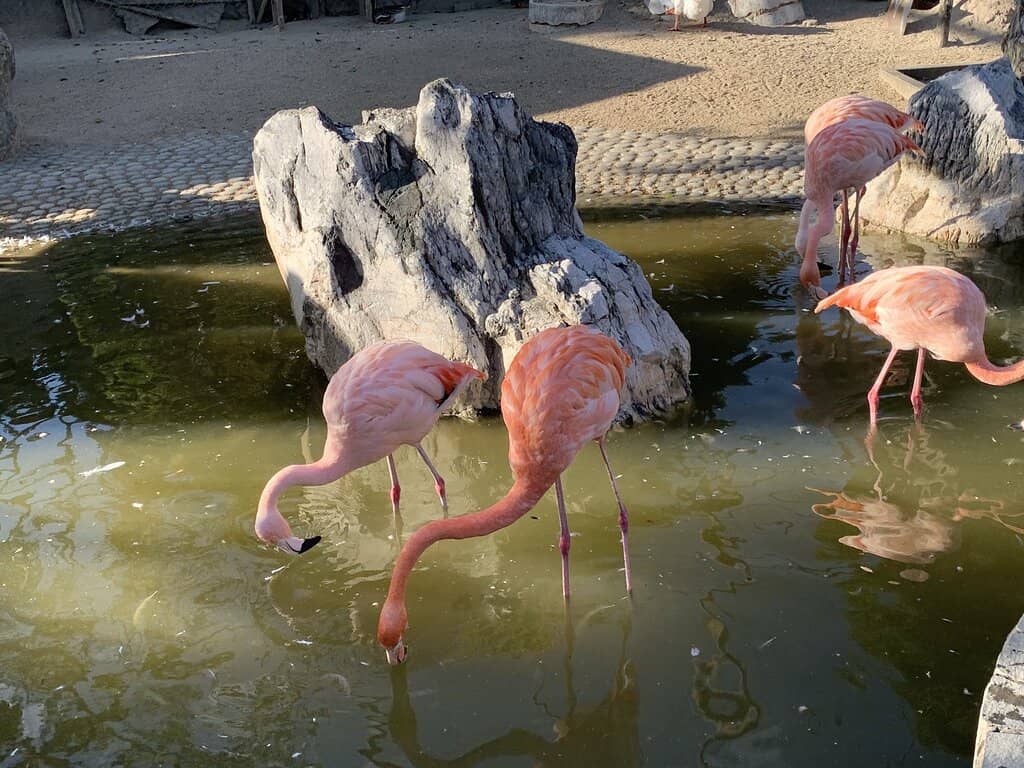 Animal Feeding
