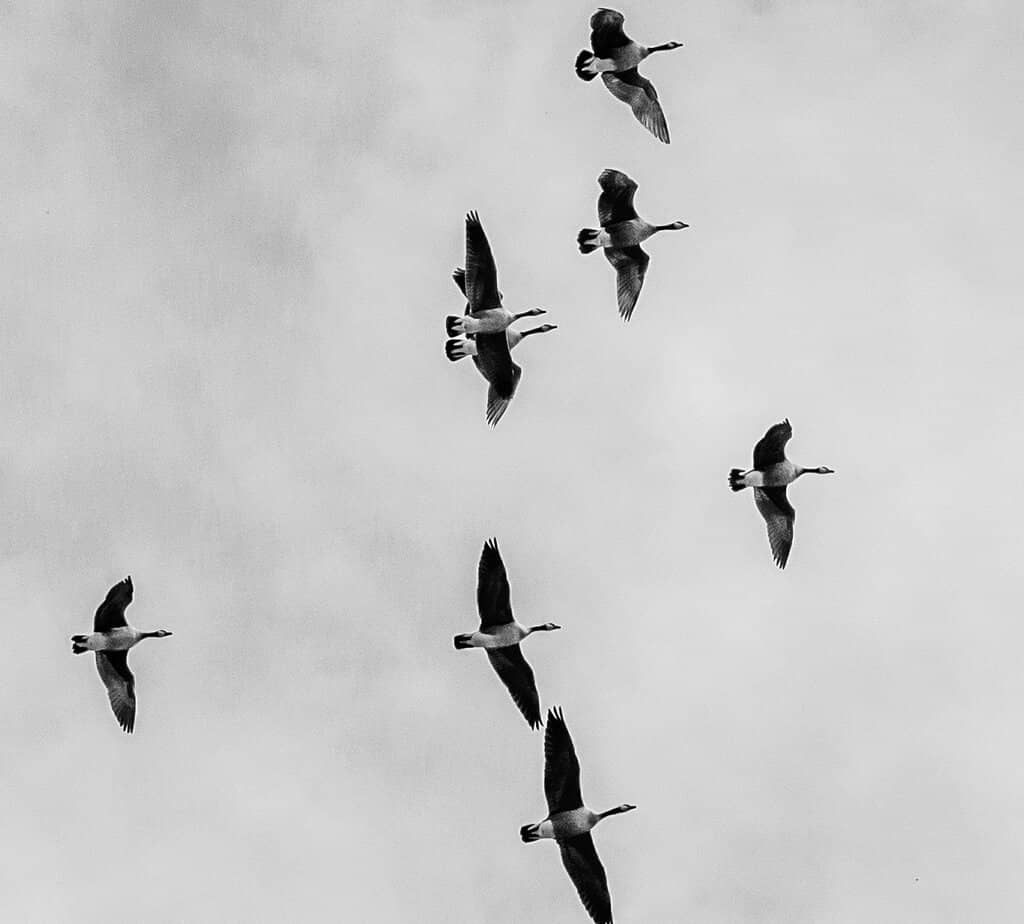 Tranquil Walking Trails