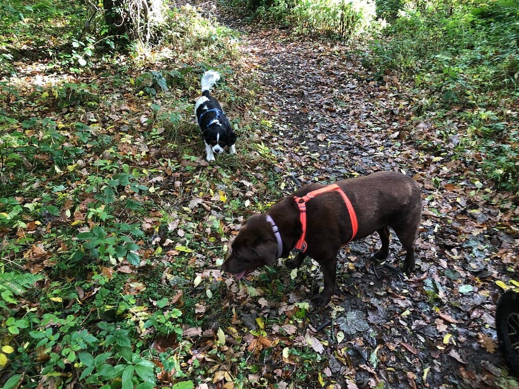 Dog-Friendly Paths