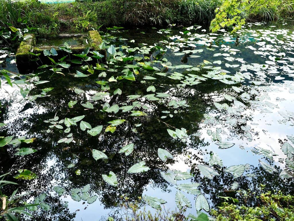 Water Lilies