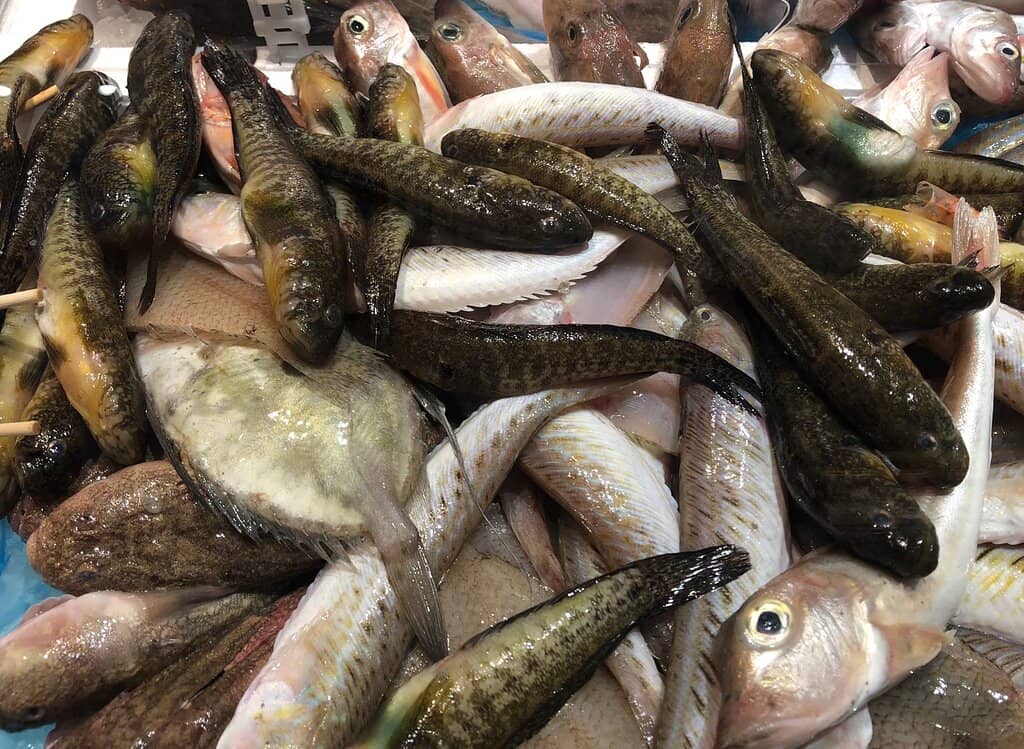 Meet the Fishermen