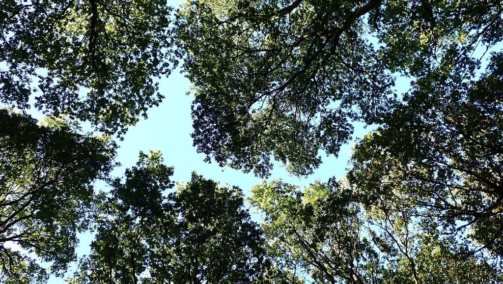 Arboretum