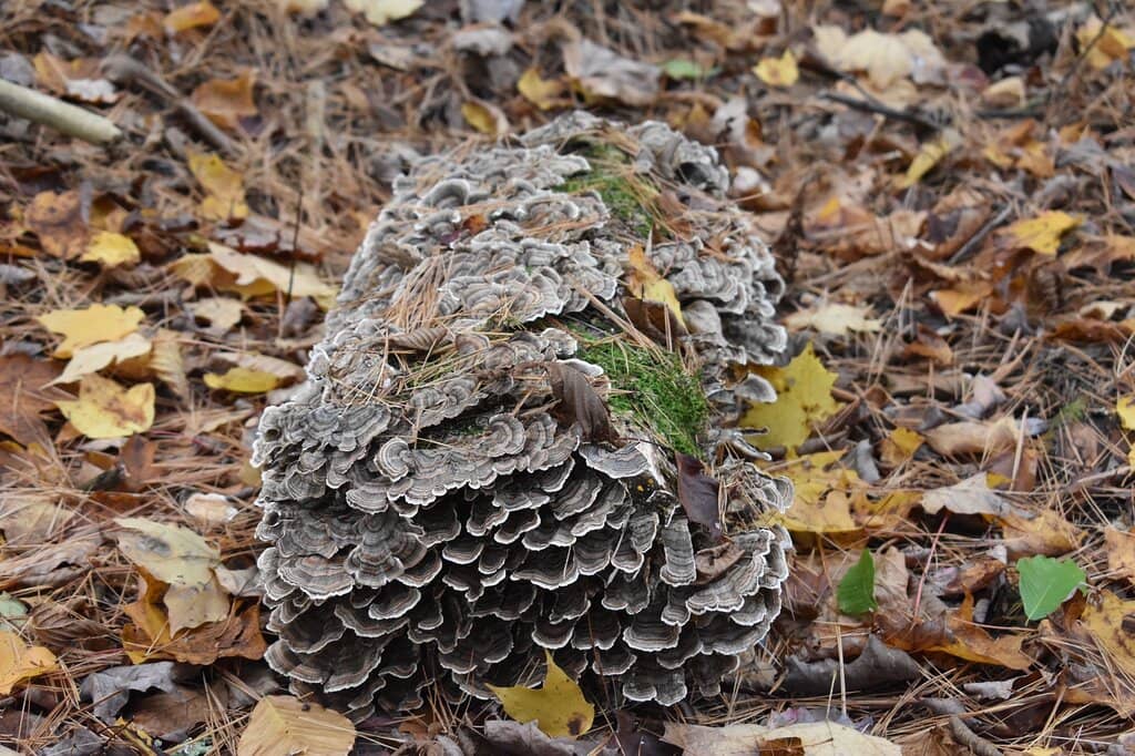 Vibrant Fall Foliage