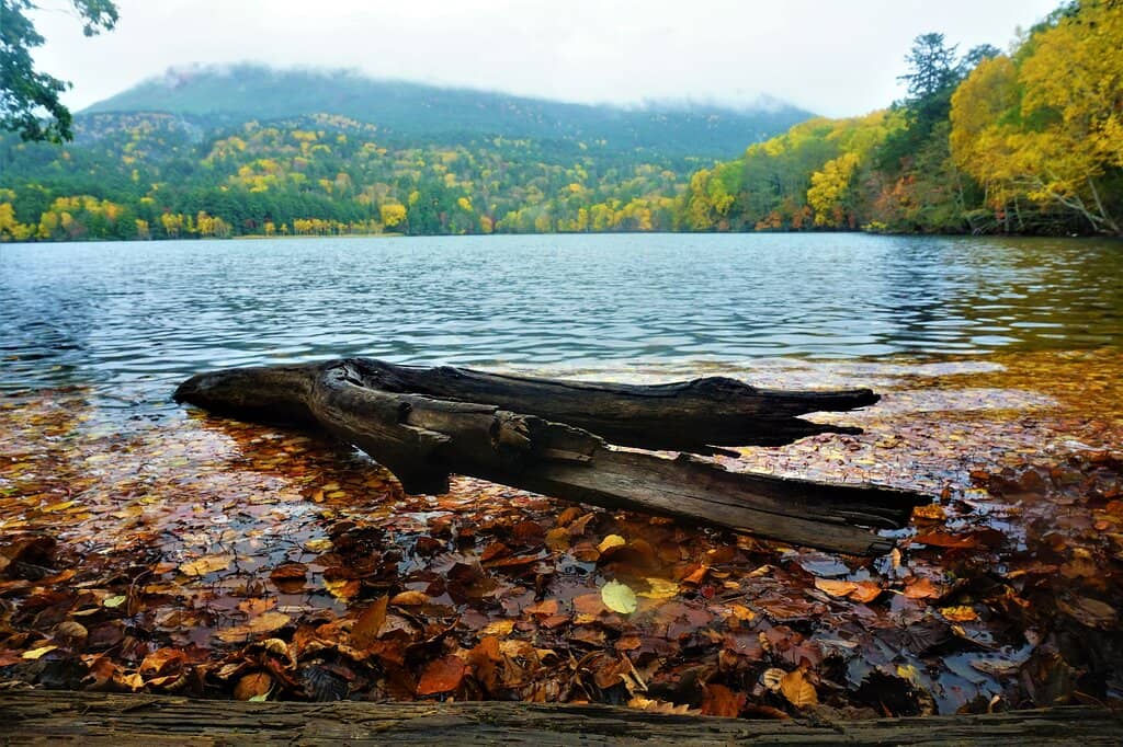 Lush Eastern Shore Trail