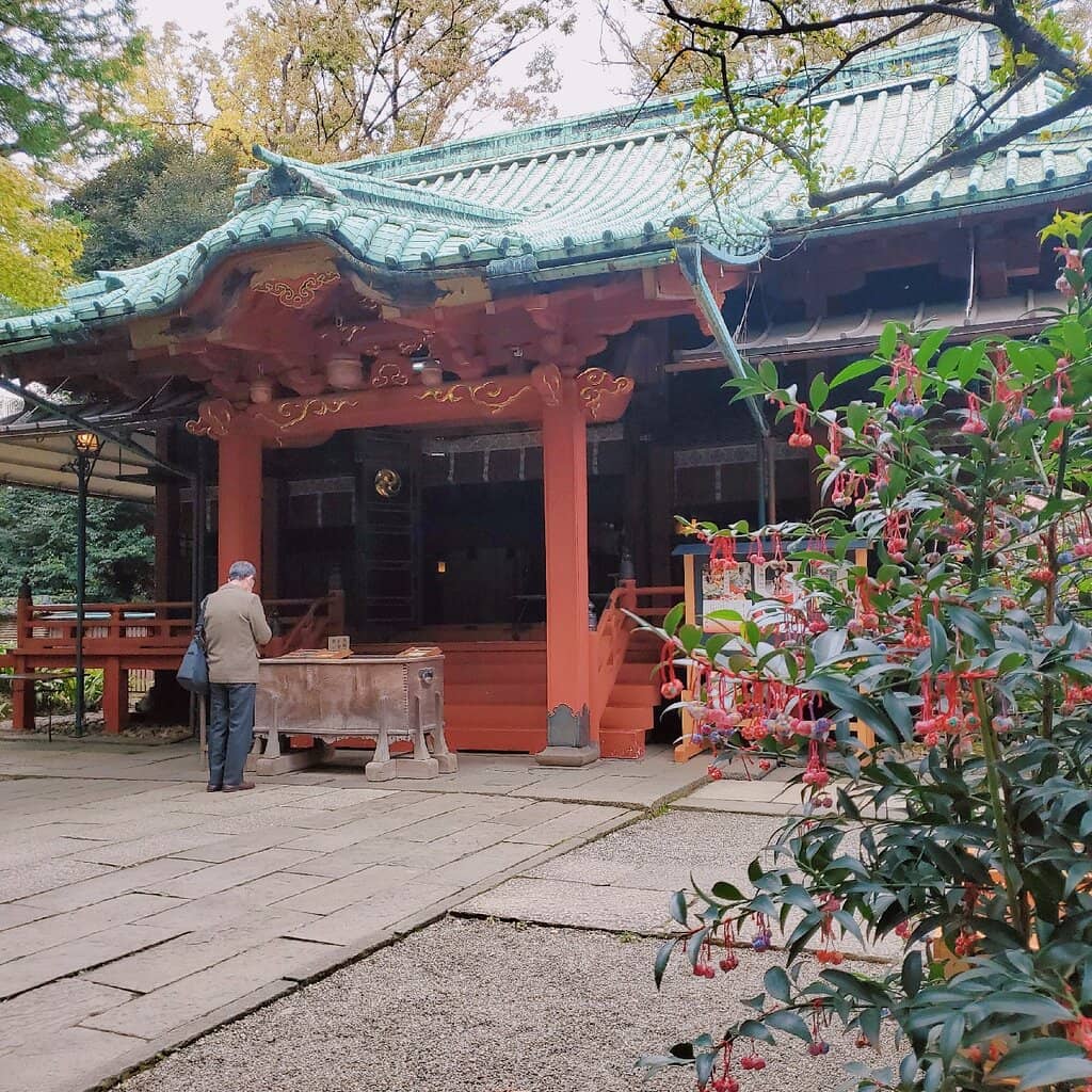 Ancient Ginkgo Tree
