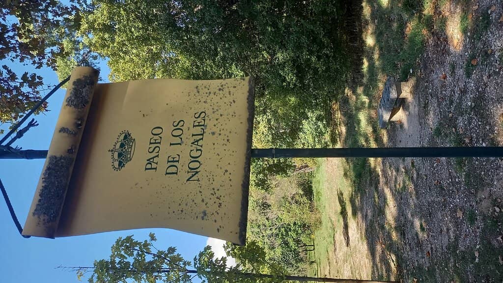 Scenic Forested Trail