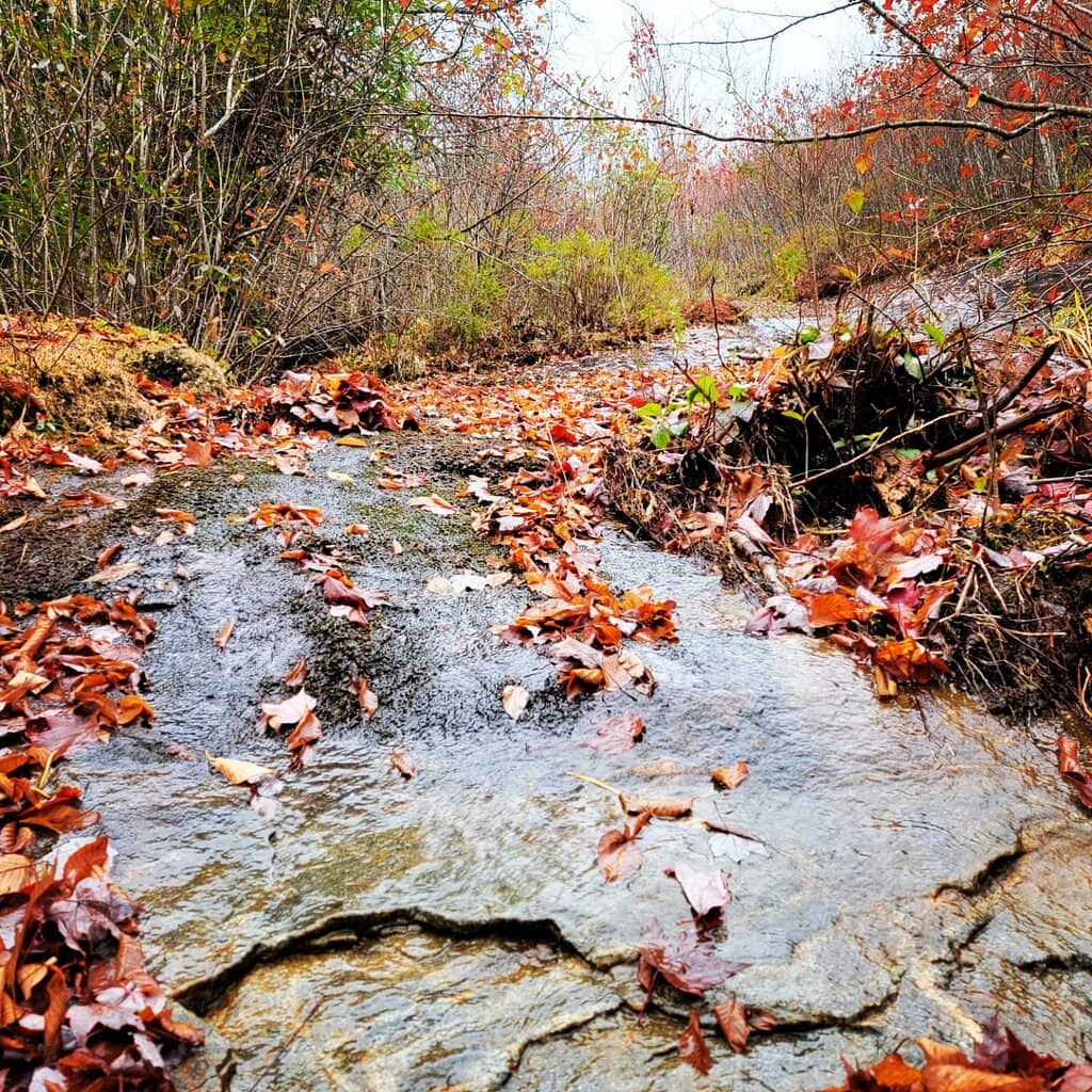 Lower Falls & Boardwalk