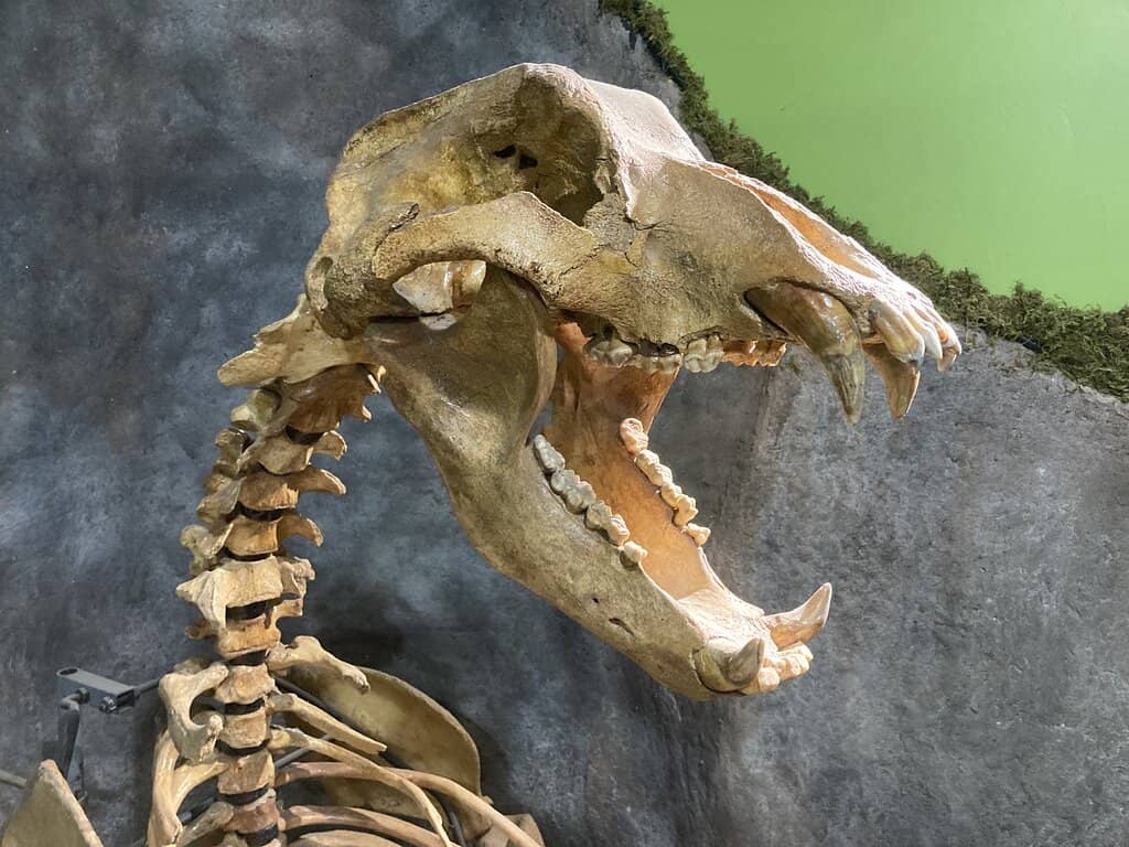 Dinosaur Fossils