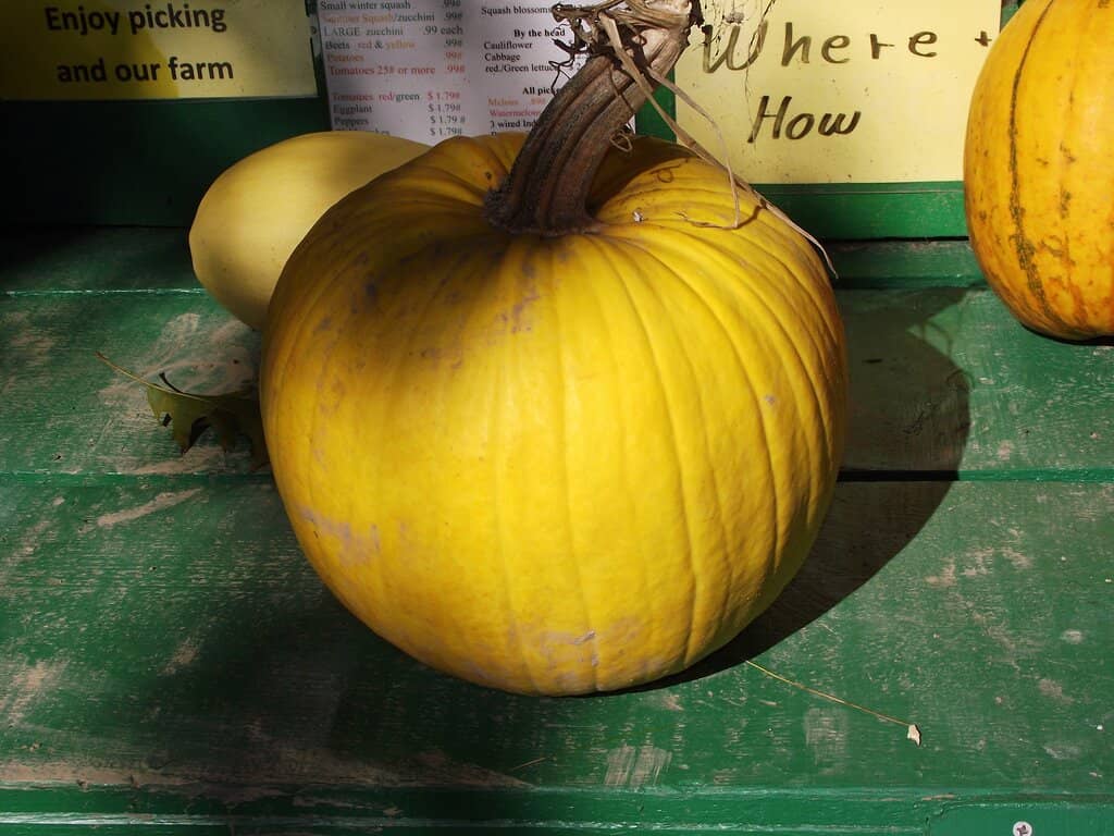 Seasonal U-Pick Produce