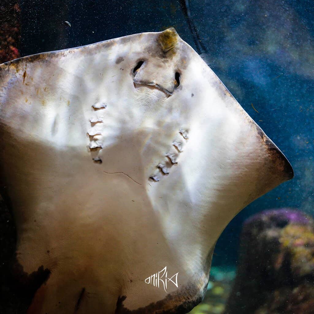 Shark Tank