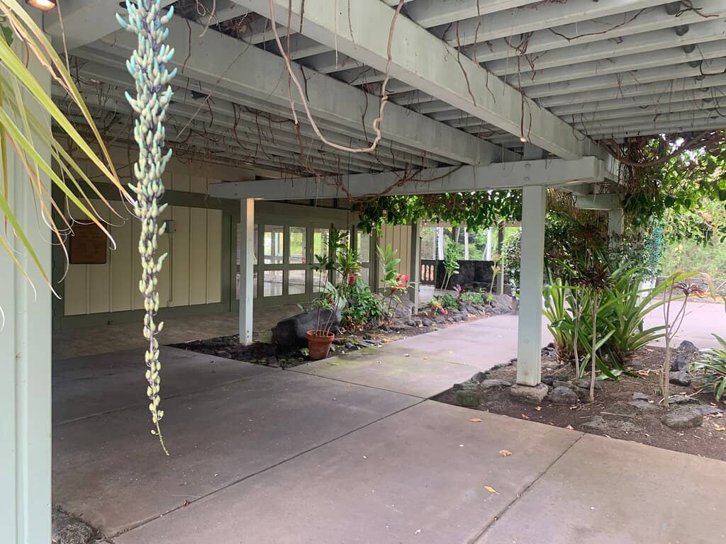 African Sausage Tree & Ponytail Palm
