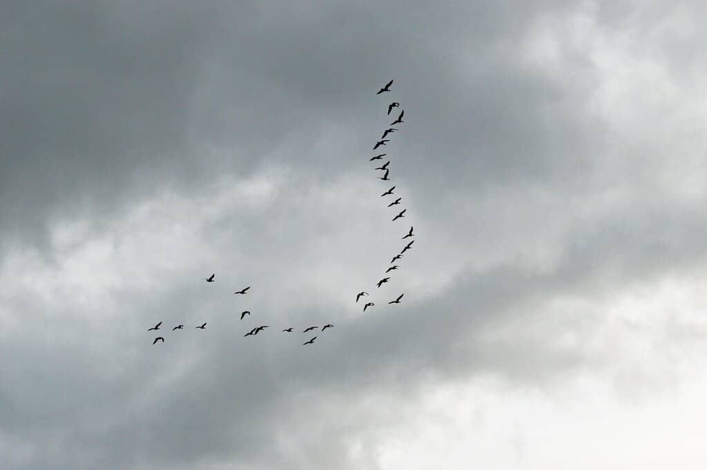 Wildlife Viewing Opportunities