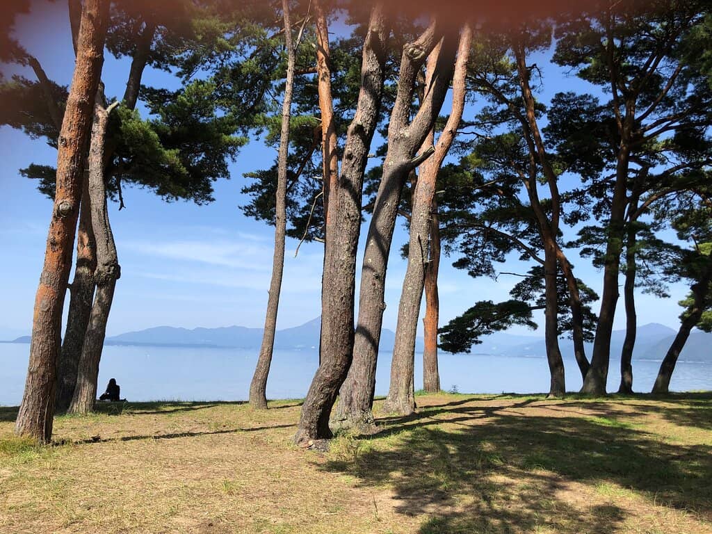 Winter Swan Spectacle