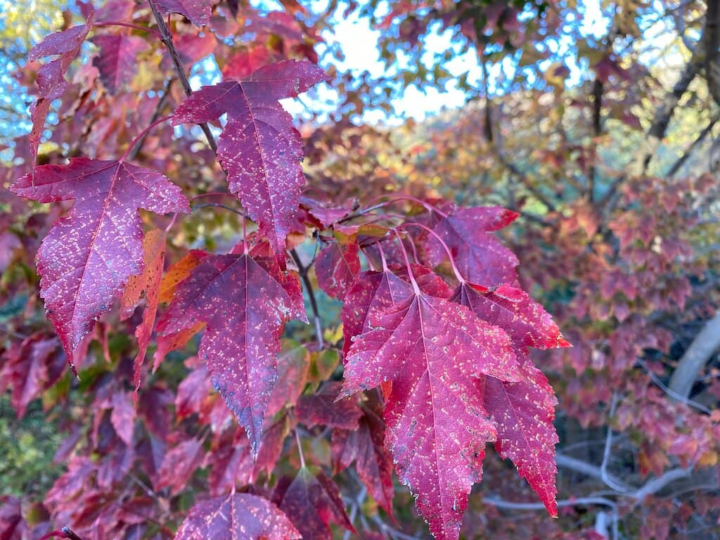 Winged Wonders Exhibit