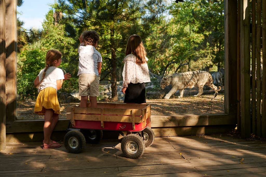 Lemur Encounters