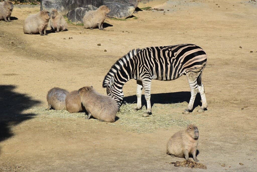 Night Zoo Adventures