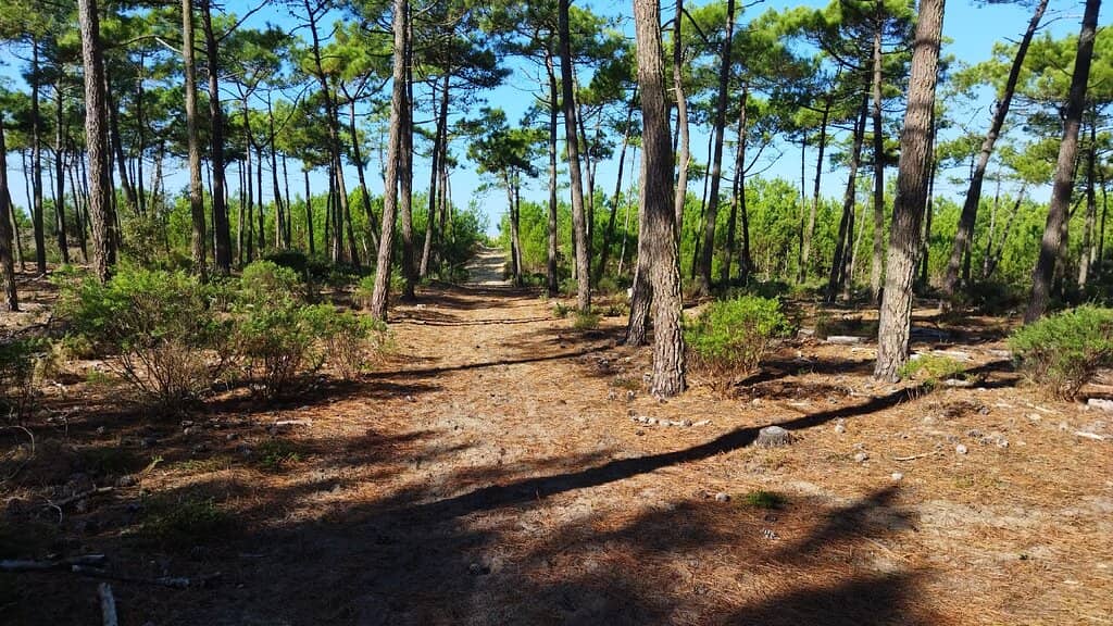 Coastal Dunes