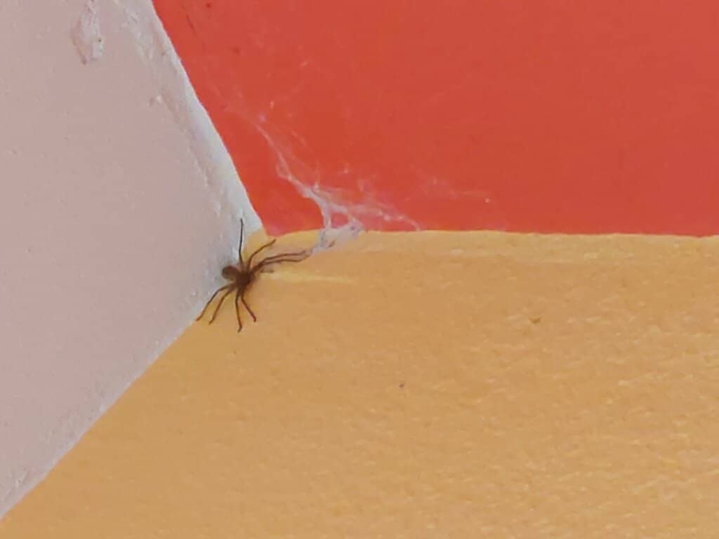 Shelling and Shark Teeth