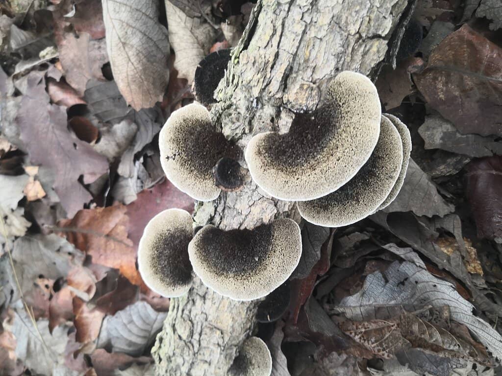 Diverse Climbing Grades