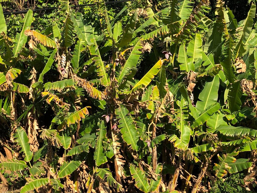 Scenic Walking Trails