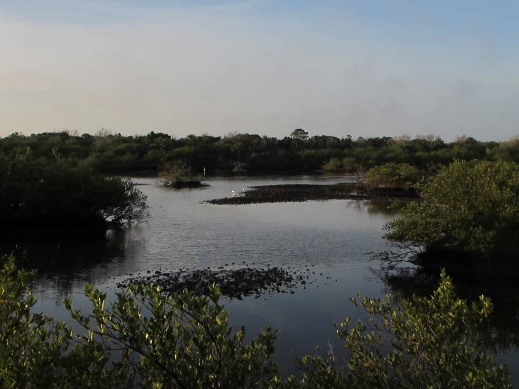 Gopher Tortoise Encounters