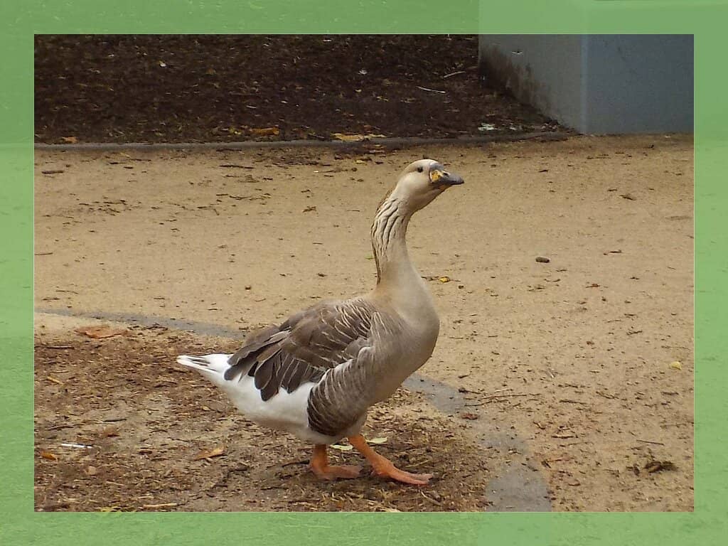 Adventure Playground