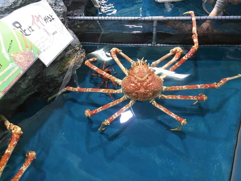 Interactive Touch Tanks