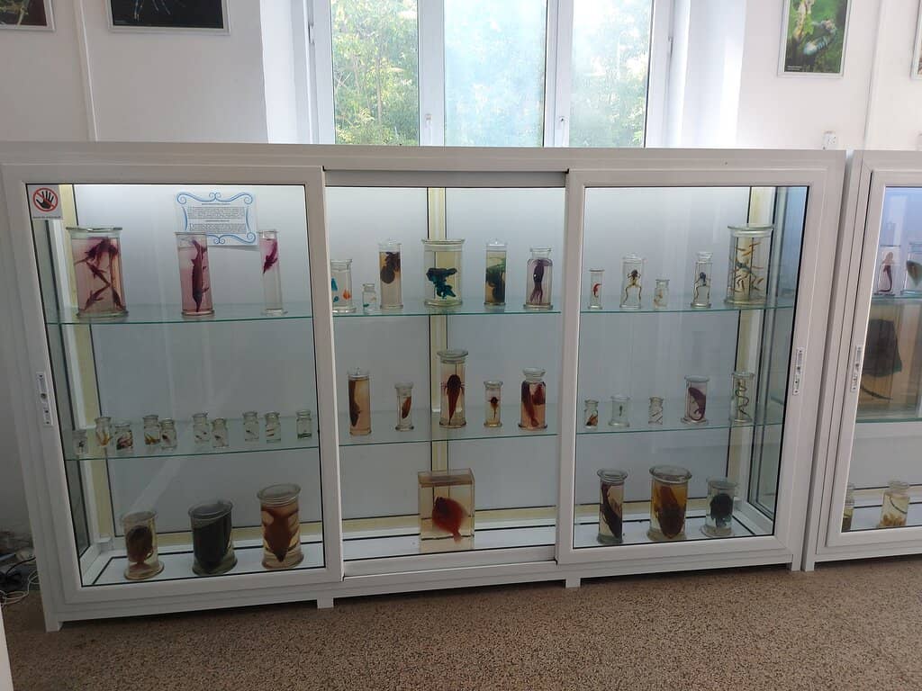Seashell Collection