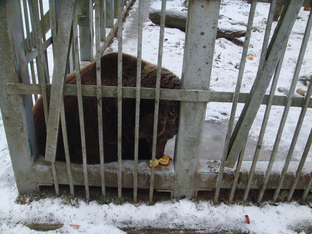 Wildlife Encounters