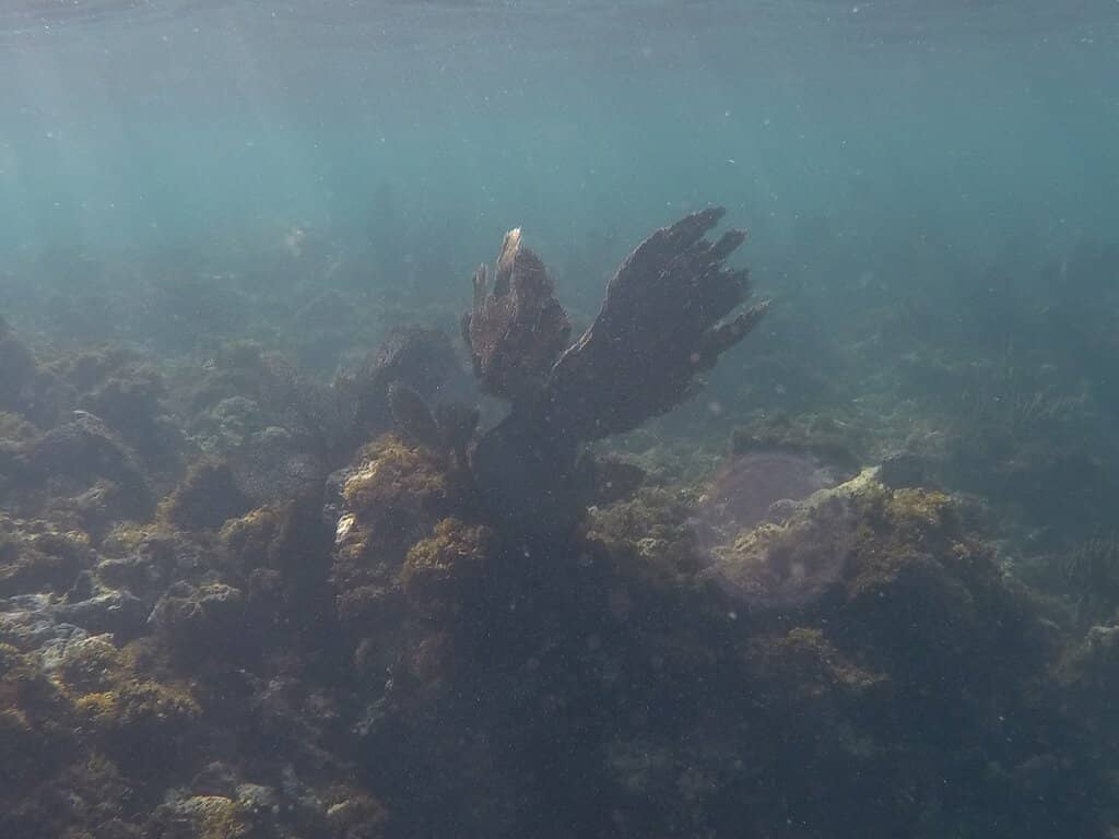 Vibrant Coral Formations