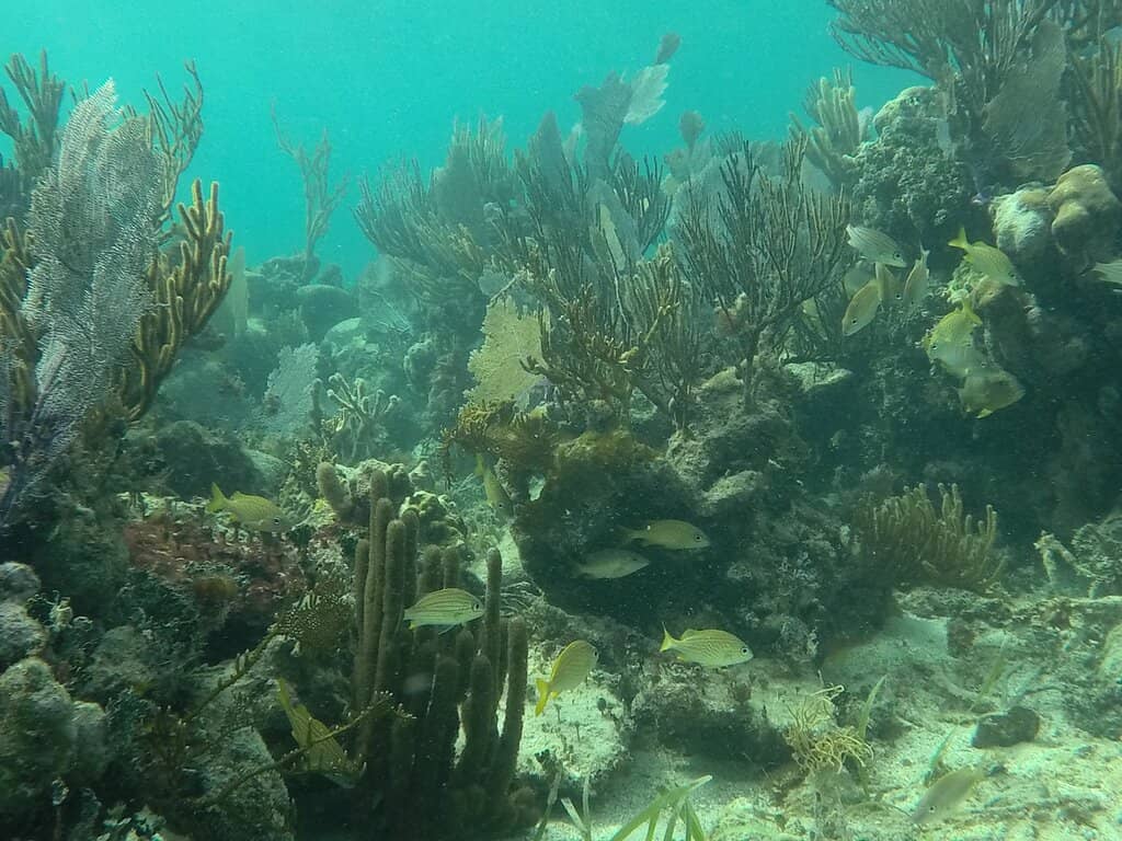 Sea Turtle Encounters