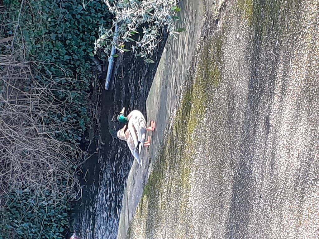 Riverside Walks