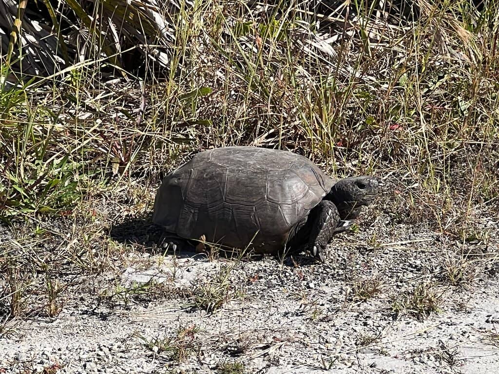 Gopher Tortoise Encounters