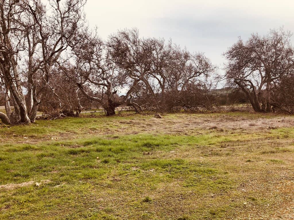 Wildlife Viewing
