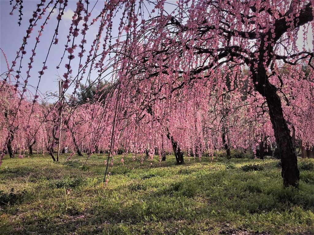 Plum Blossom Spectacle