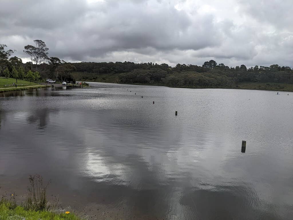 Autumn Sycamore Trees