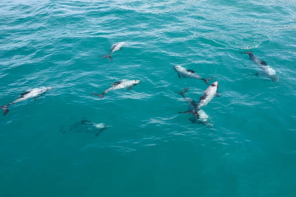 Albatross Sightings