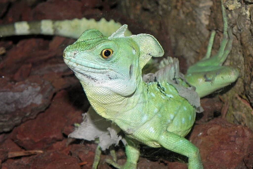 Diverse Reptile Collection