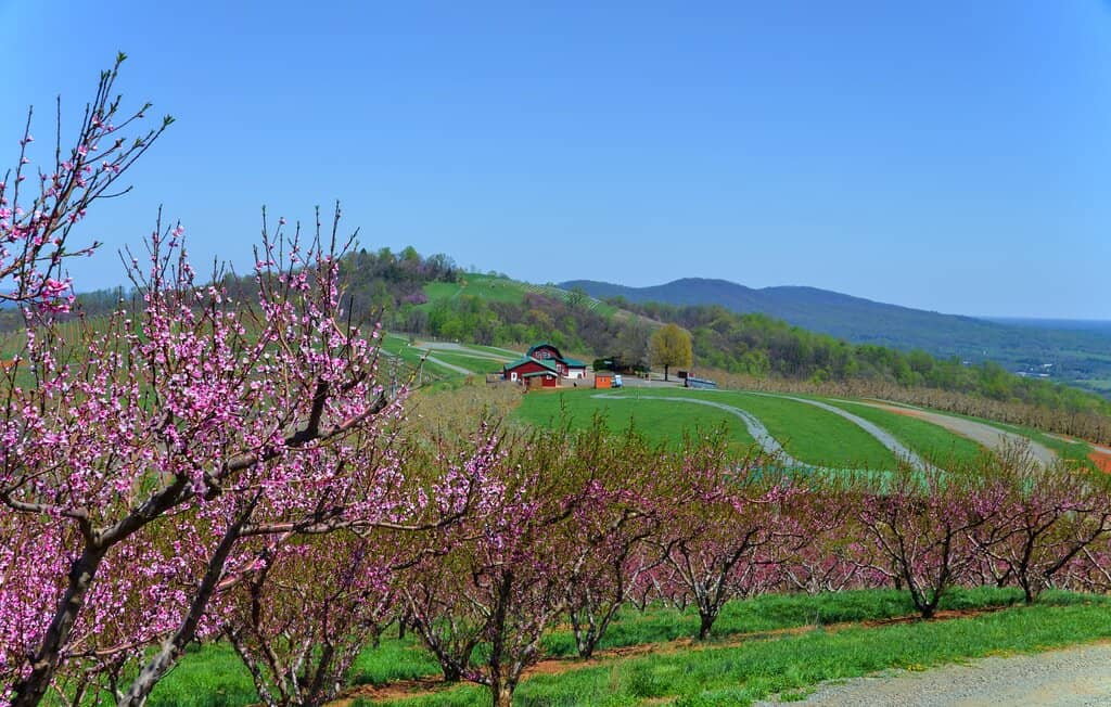 Pick-Your-Own Apples