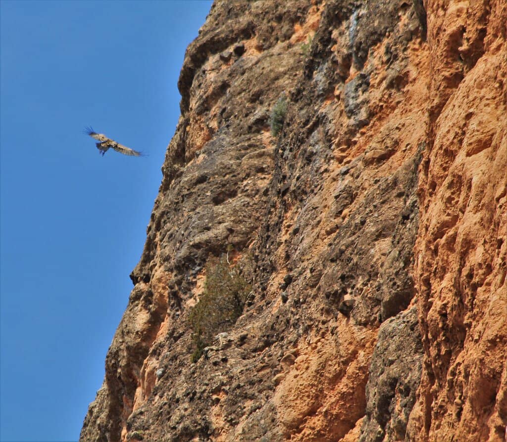 Griffon Vulture Spectacle