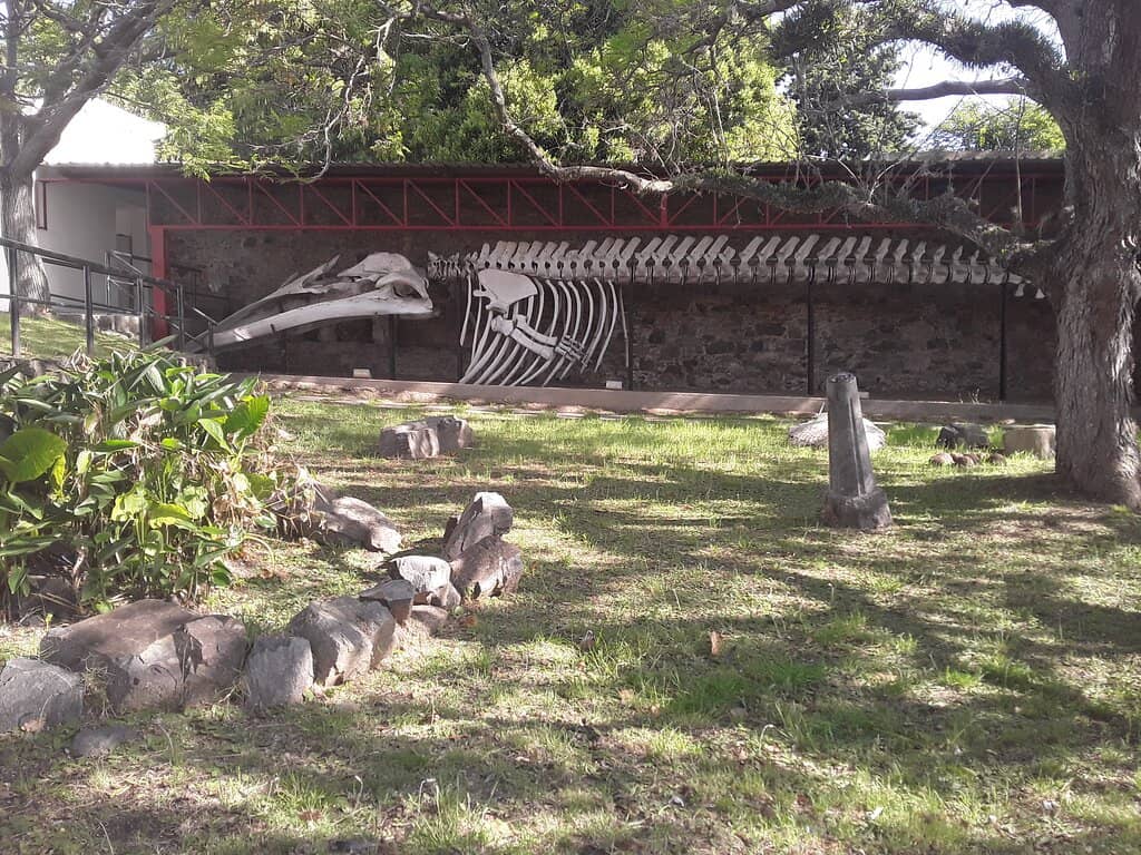 Fascinating Natural History